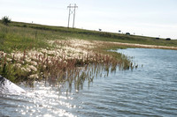 0616_sd_fish_3637