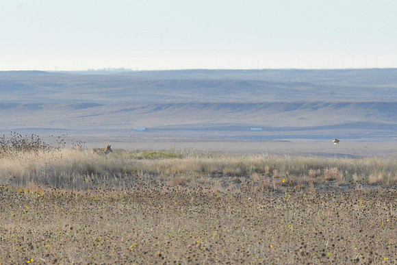 1015_antelope_7763