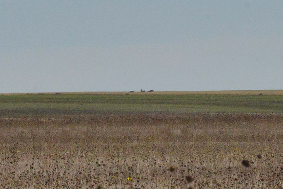 1015_antelope_7776