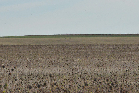 1015_antelope_7760-2