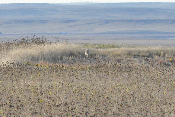 1015_antelope_7767