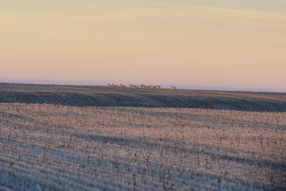 1015_antelope_7745-2