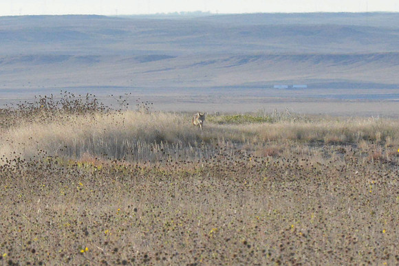 1015_antelope_7764