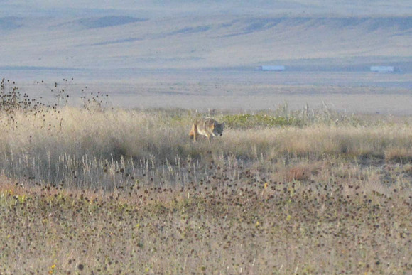 1015_antelope_7765