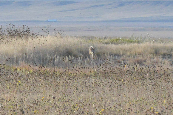 1015_antelope_7768-2