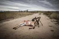 1015_antelope_7832-2