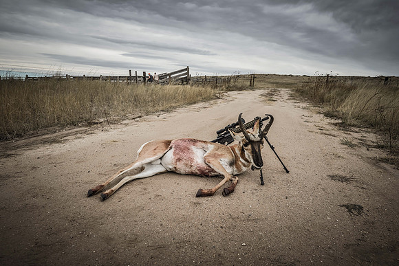 1015_antelope_7832-2