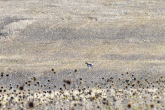 1015_antelope_7780-2