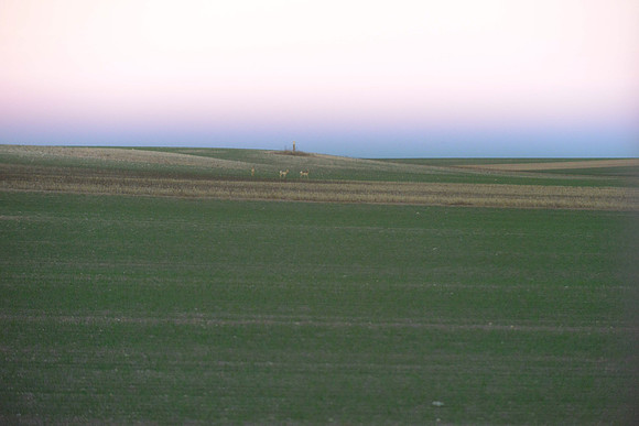 1015_antelope_7743