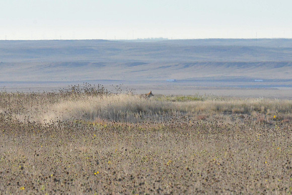 1015_antelope_7762