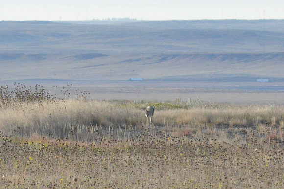 1015_antelope_7766